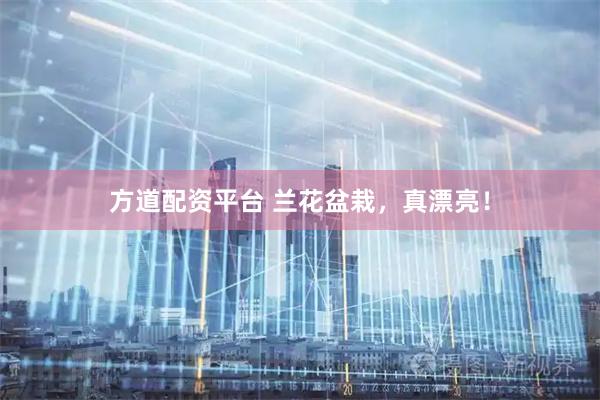 方道配资平台 兰花盆栽，真漂亮！